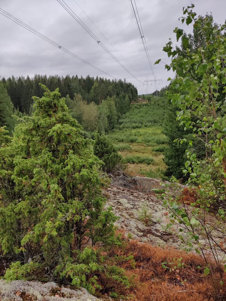 Tidu Ekroos 142/100 Isokallio vuonna 2021