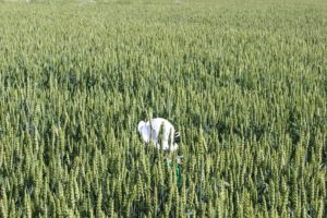 Kunniamaininta. "Kasvun aikaan" - Hannu Avonius